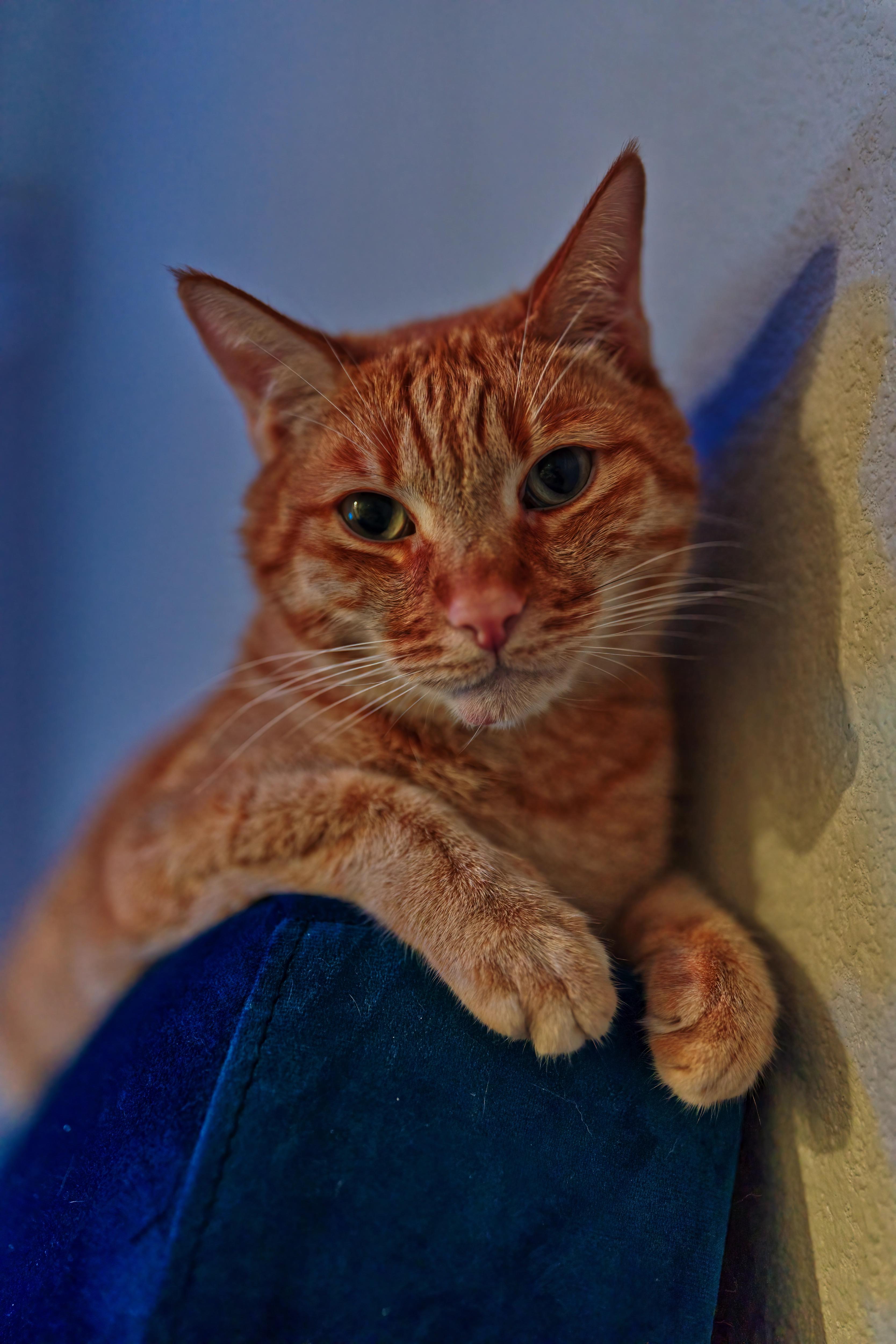 Sagan looking down posing cutely from the edge of a blue sofa