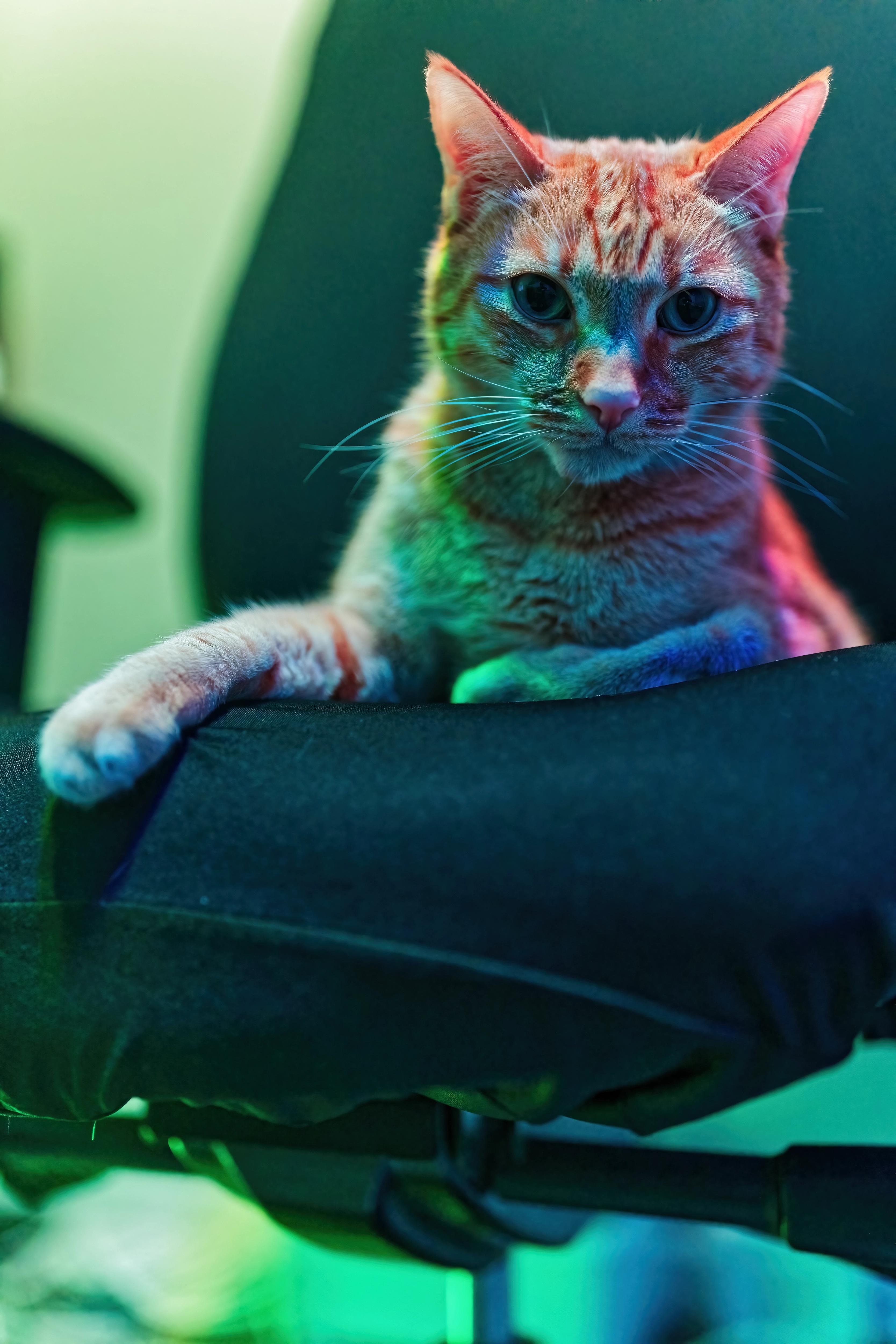 Sagan posing from a black computer chair in colored lights