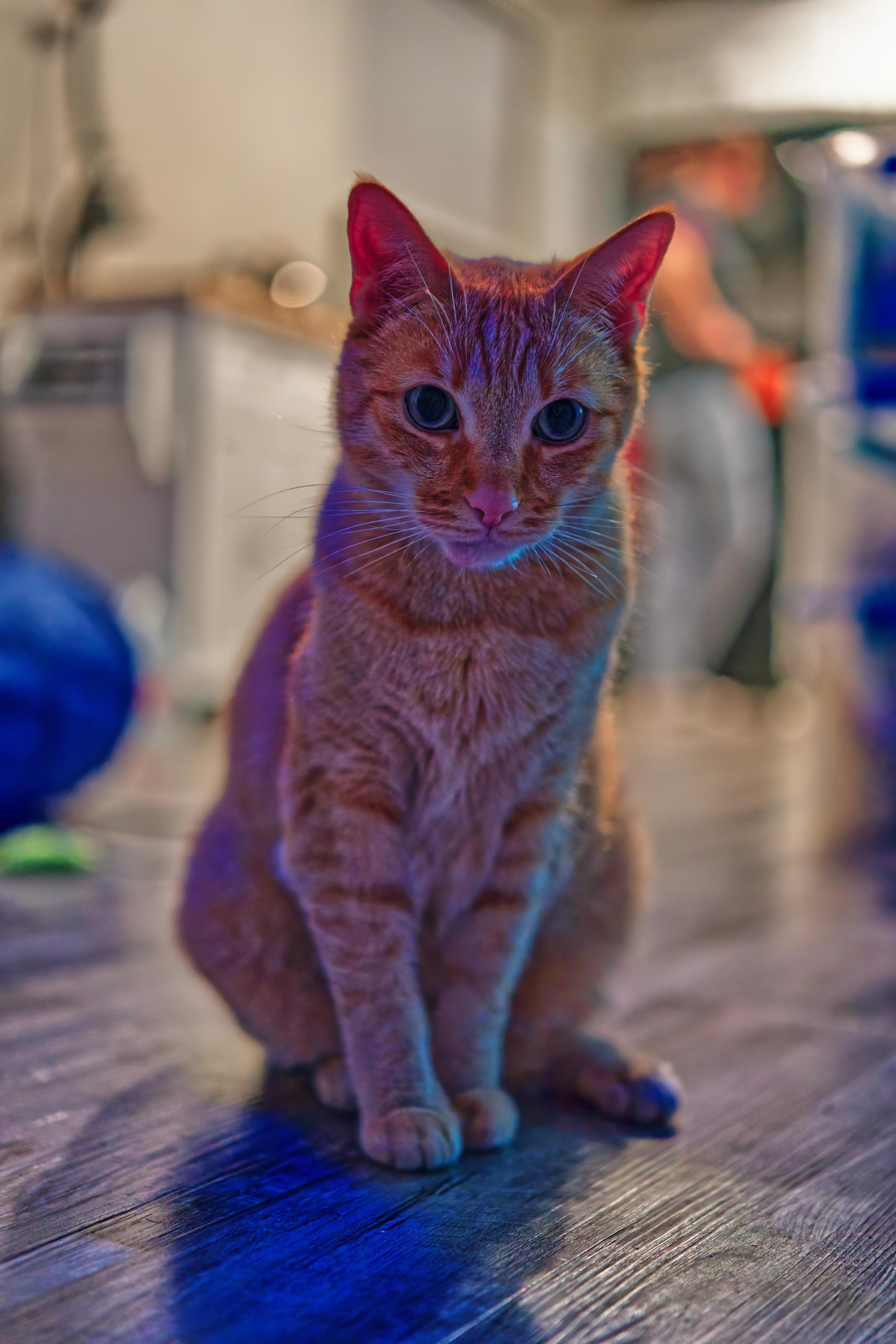 Sagan posing on a wooden floor at night time