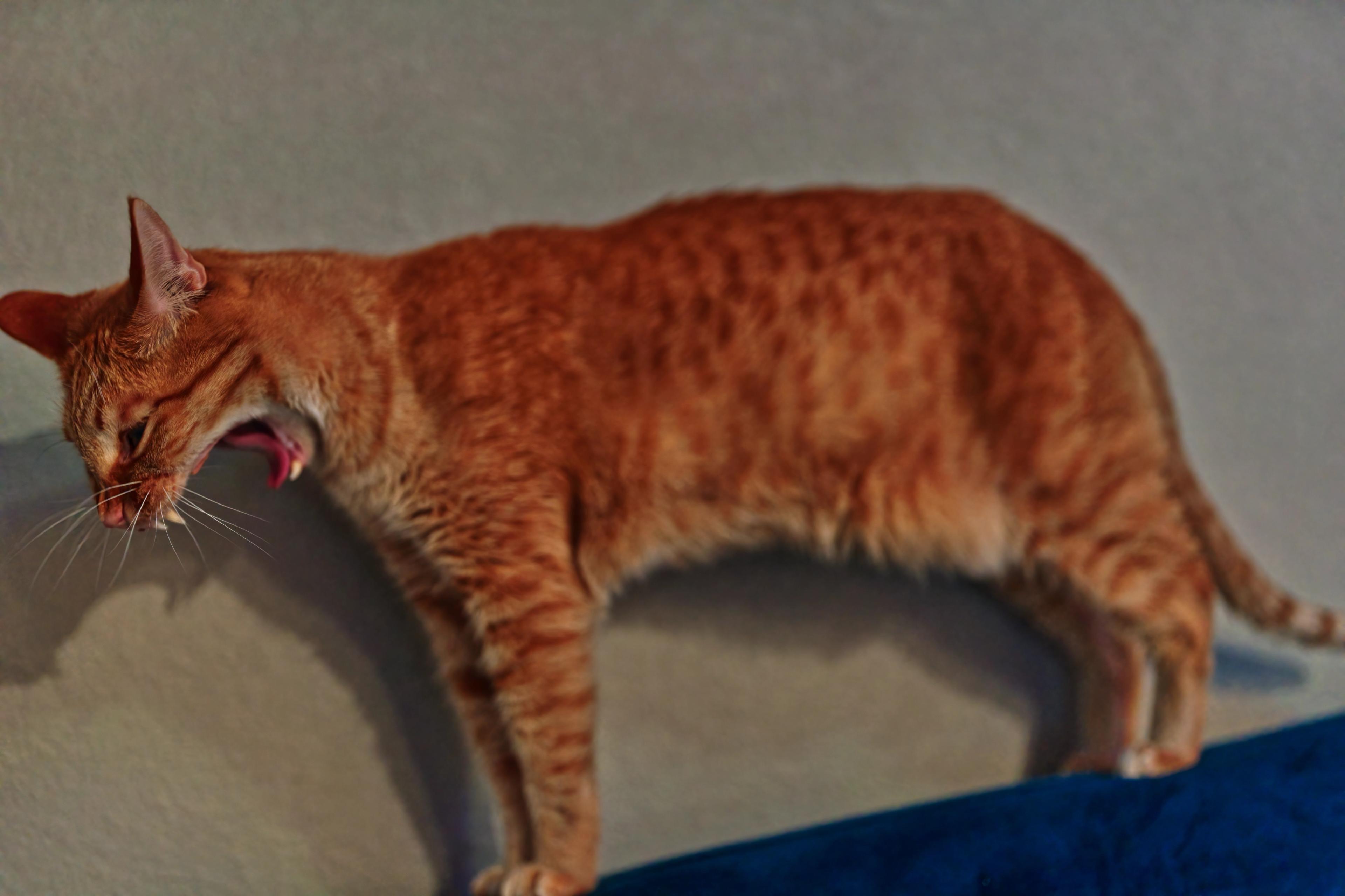 Sagan having a big yawn on the top of a blue sofa