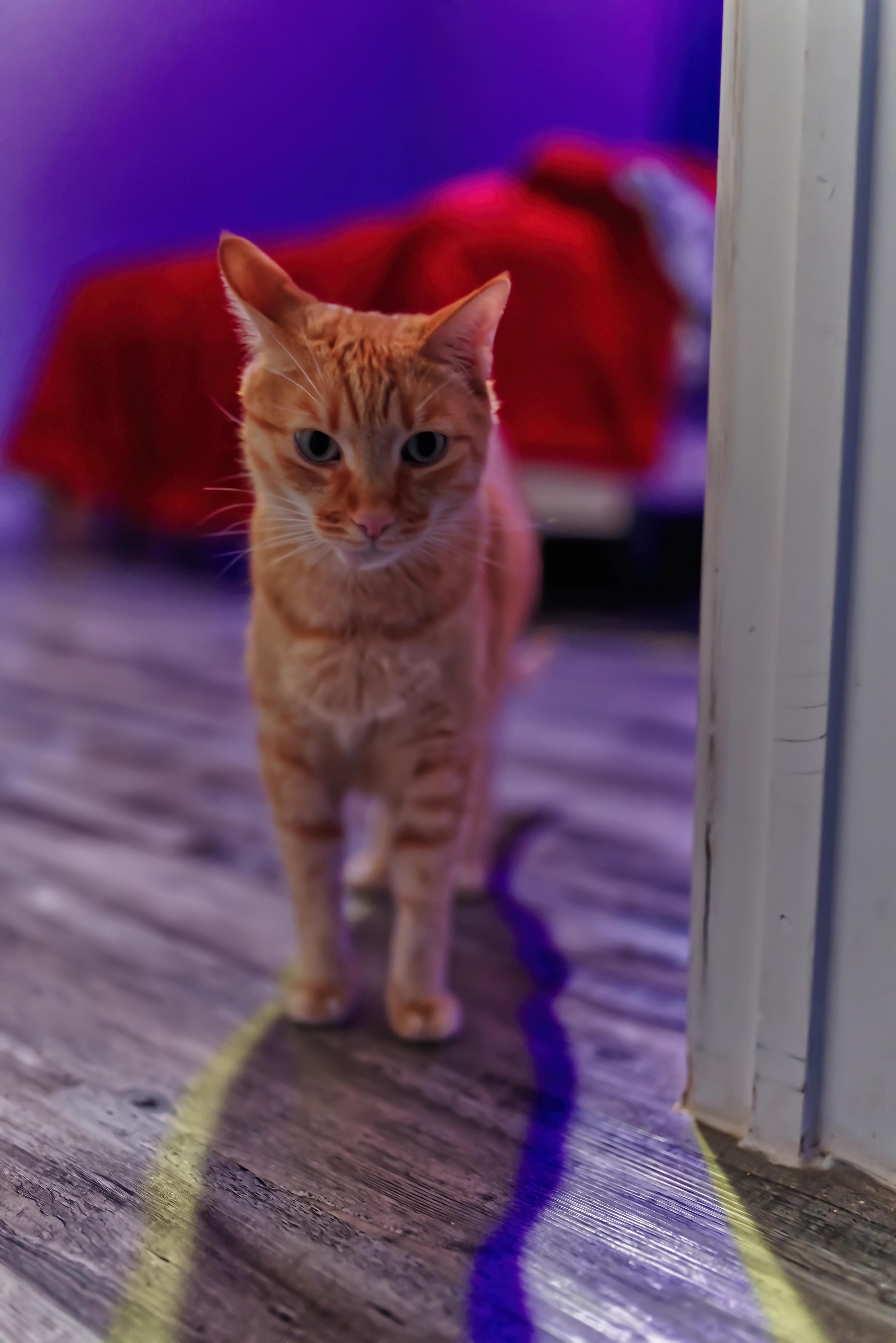 Sagan surprised in a doorway with colored lights above